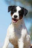 PARSON RUSSEL TERRIER 068